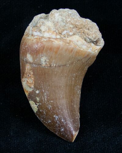 Mosasaur Tooth - Cretaceous Reptile #6504